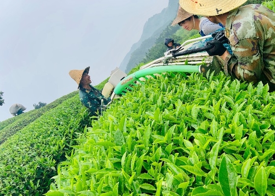 Tempat Kering Dan Dingin Feibai Anji Teh Putih Teh Kaleng Kecil Waktu pembuatan 2-3 menit